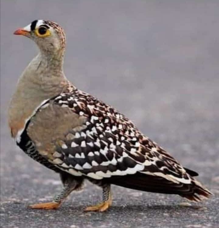 محمد عبدالله ادم