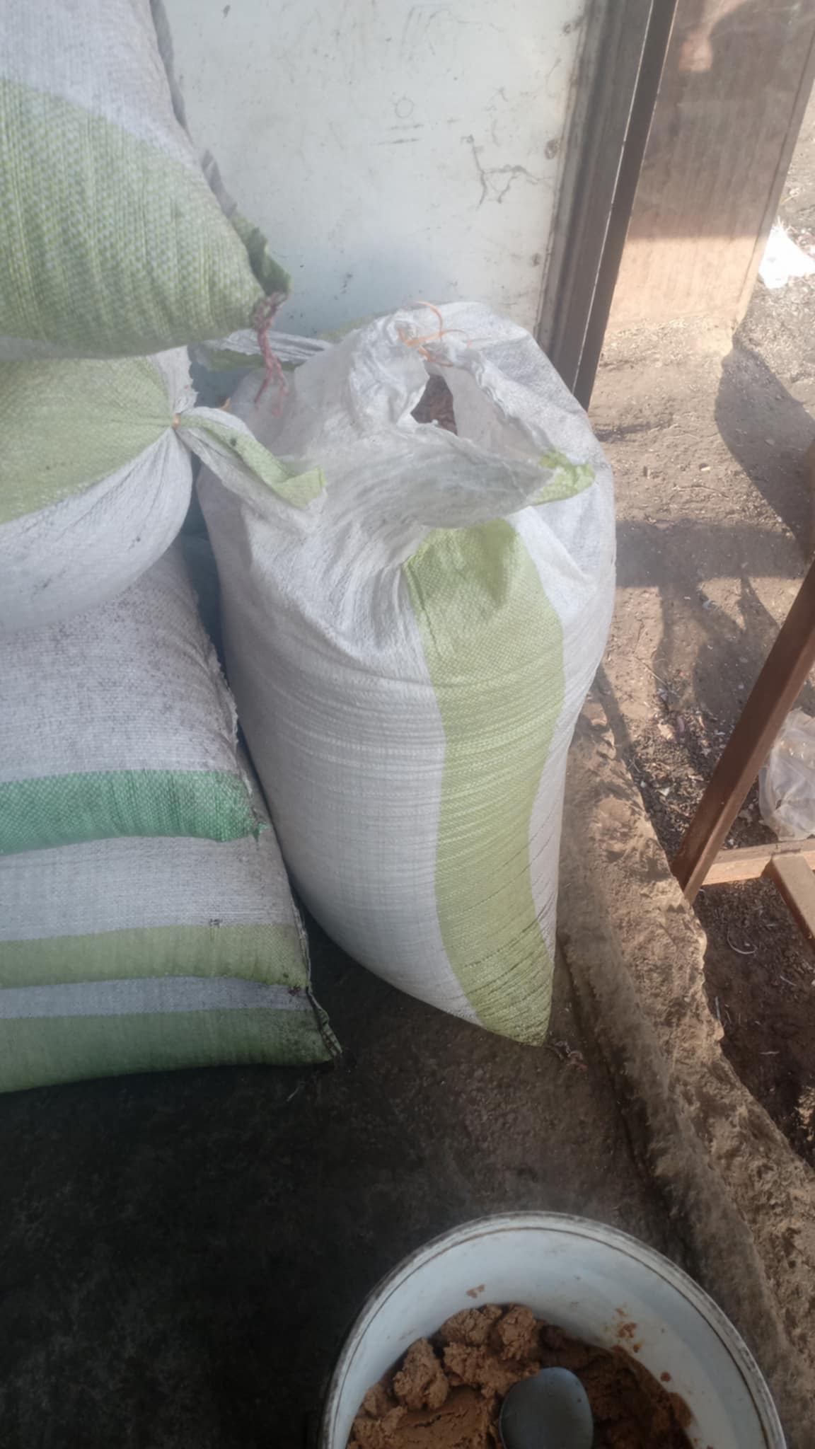 فول مدمس مفروم وغير مفروم